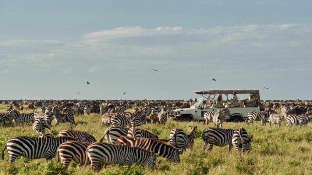 What Is A Game Drive On African Safaris? 26 Tanzania Safaris -Tanzania Safari Holidays - Kenya Safaris - Wildlife Safaris in Kenya - Kenya and Tanzania combined safaris - Cheetah Safaris