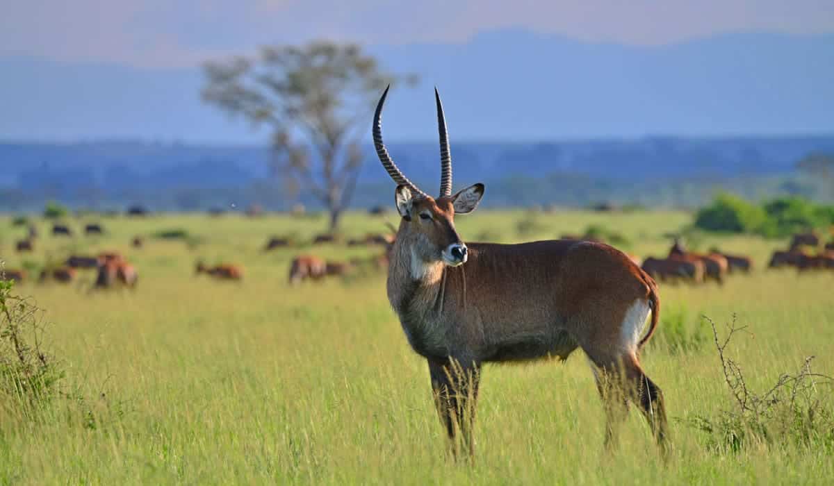 Uganda Safaris 17 Uganda Safaris - Gorilla Safaris in Uganda - Cheetah Safaris