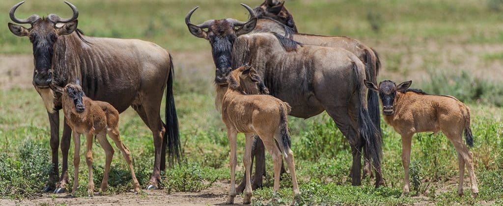 Great Wildebeest Migration Guide For Tourists 11 Ndutu Conservation Area