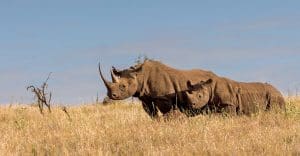 What Is A Game Drive On African Safaris? 19 Flying Safaris - Kenya Flying Safaris - Flying Safaris in Tanzania - Cheetah Safaris