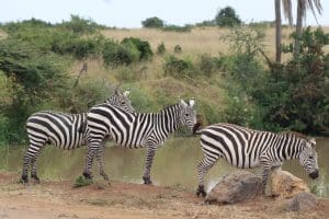 What Is A Game Drive On African Safaris? 20 Flying Safaris - Kenya Flying Safaris - Flying Safaris in Tanzania - Cheetah Safaris