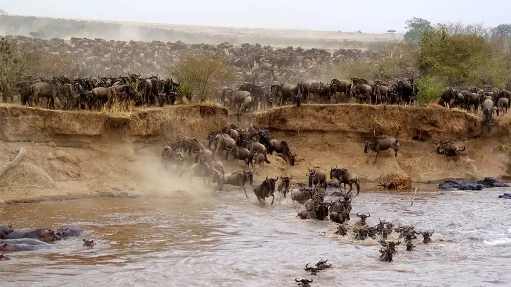 Great Wildebeest Migration Guide For Tourists 9 Private Safaris in Kenya and Tanzania - Wildebeest Migration