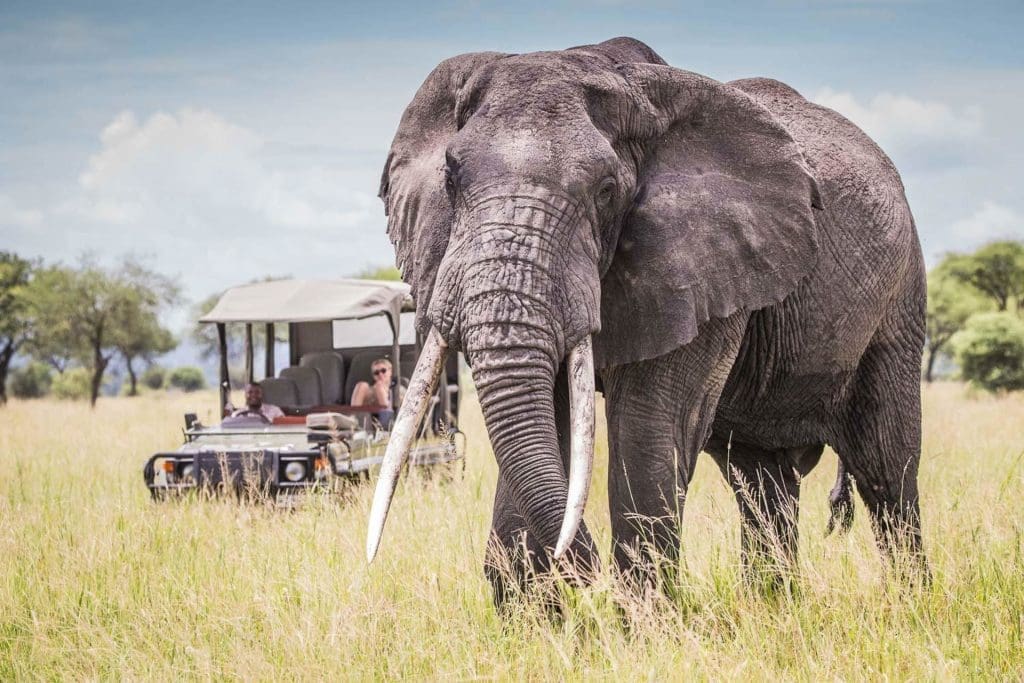 What Is A Game Drive On African Safaris? 11 Luxury Safaris in Kenya and Tanzania - Luxury Safaris in Africa