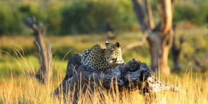 What Is A Game Drive On African Safaris? 25 Luxury Safaris in Kenya and Tanzania - Luxury Safaris in Africa