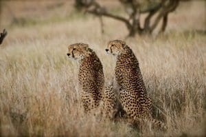 What Is A Game Drive On African Safaris? 21 Flying Safaris - Kenya Flying Safaris - Flying Safaris in Tanzania - Cheetah Safaris