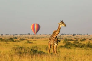 What Is A Game Drive On African Safaris? 22 Flying Safaris - Kenya Flying Safaris - Flying Safaris in Tanzania - Cheetah Safaris