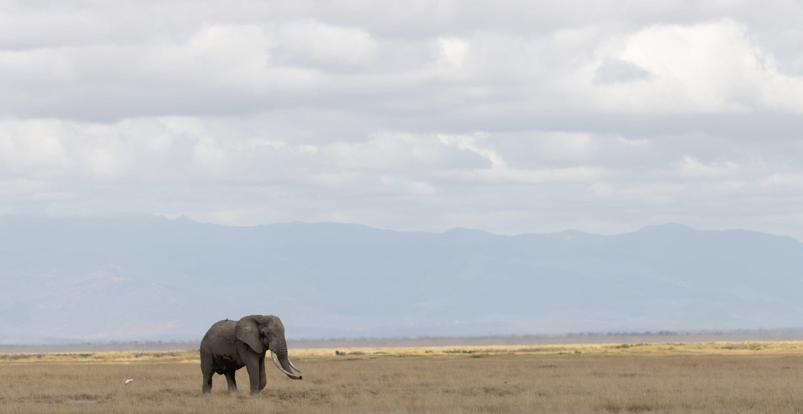 Reviews 7 Cheetah Safaris - Luxury African Safaris - Kenya Safaris - African Safari Holidays