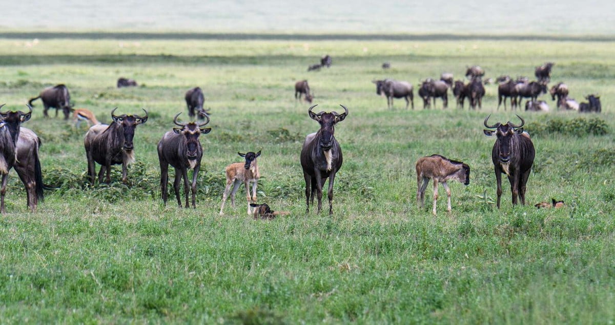 January Safaris in Africa - Cheetah Safaris