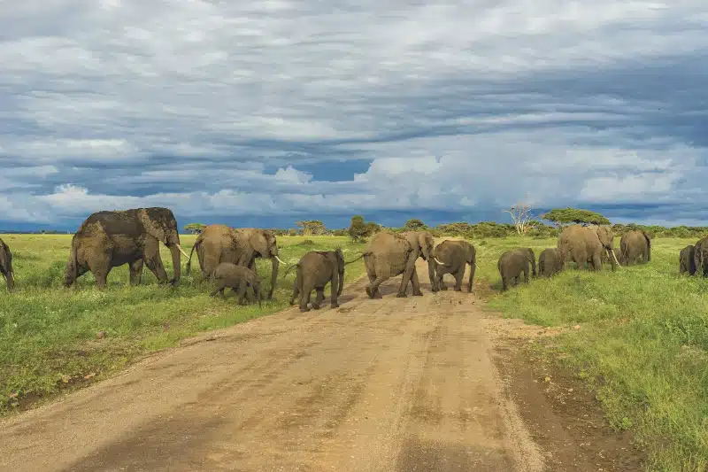 Safaris in February - Where to visit in Africa in February - Cheetah Safaris