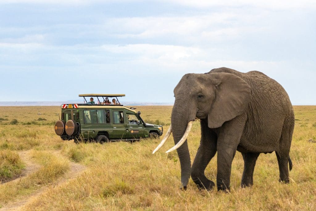 Cheetah Safaris - Luxury African Safaris - Kenya Safaris - African Safari Holidays