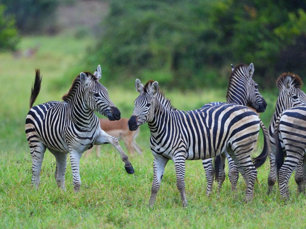 Gonarezhou National Park