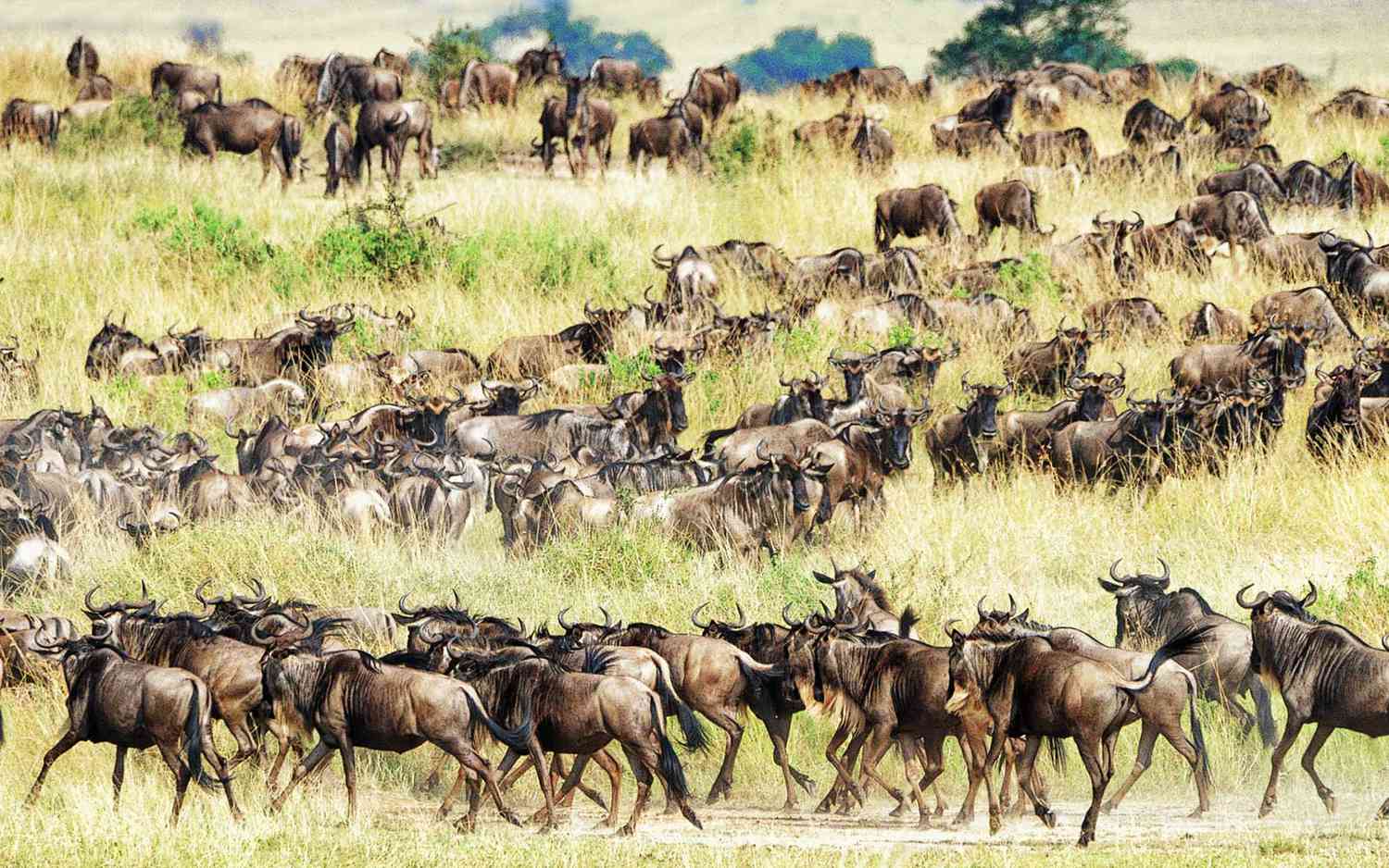 Best Time To Visit Tanzania 14 Where To Go on an African Safari in August