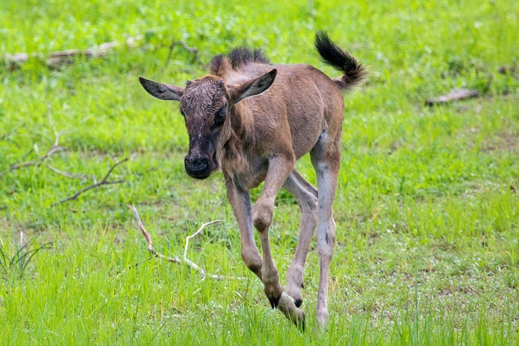 Wildebeest Calving Season 12 Wildebeest Calving in Serengeti and Ndutu Tanzania