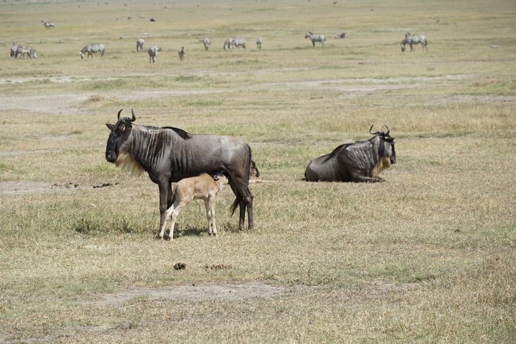 Wildebeest Calving Season 15 Wildebeest Calving in Serengeti and Ndutu Tanzania