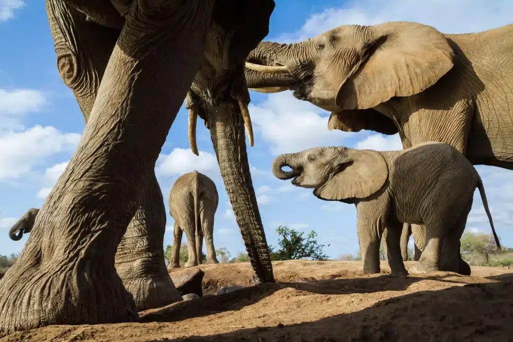 Mashatu Game Reserve