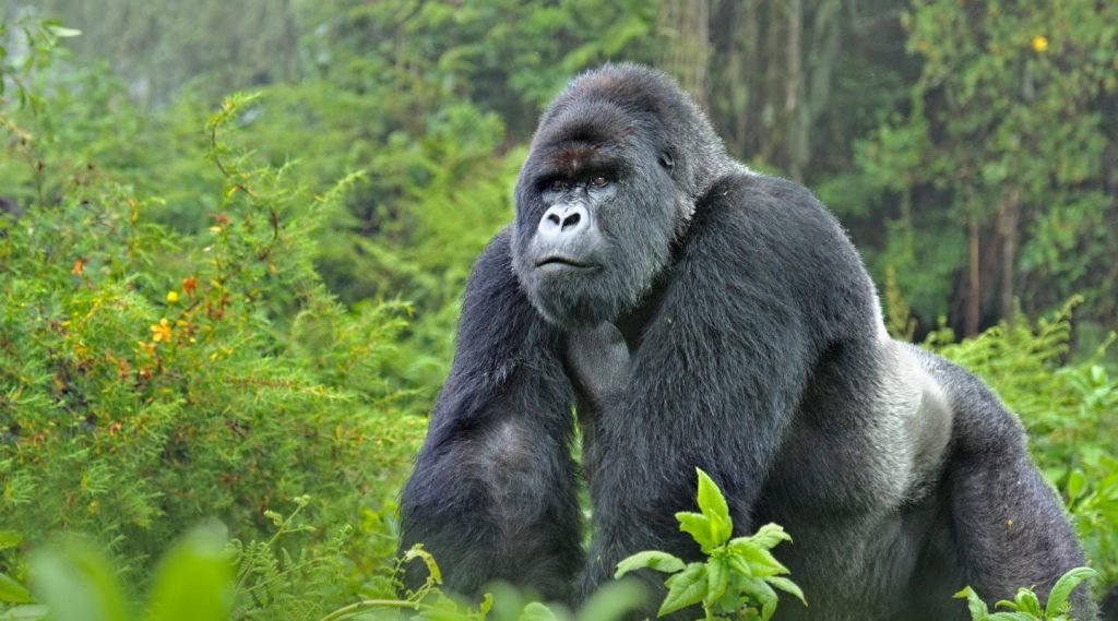 Gorilla Trekking In Uganda And Rwanda 11 Gorilla Trekking in Uganda and Rwanda