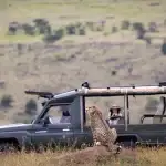 Safari Etiquette: Essential Rules for Respectful Wildlife Viewing