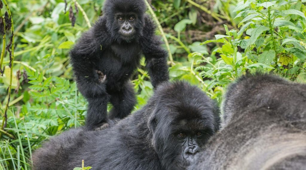 Gorilla Trekking In Uganda And Rwanda 12 Gorilla Trekking in Uganda and Rwanda