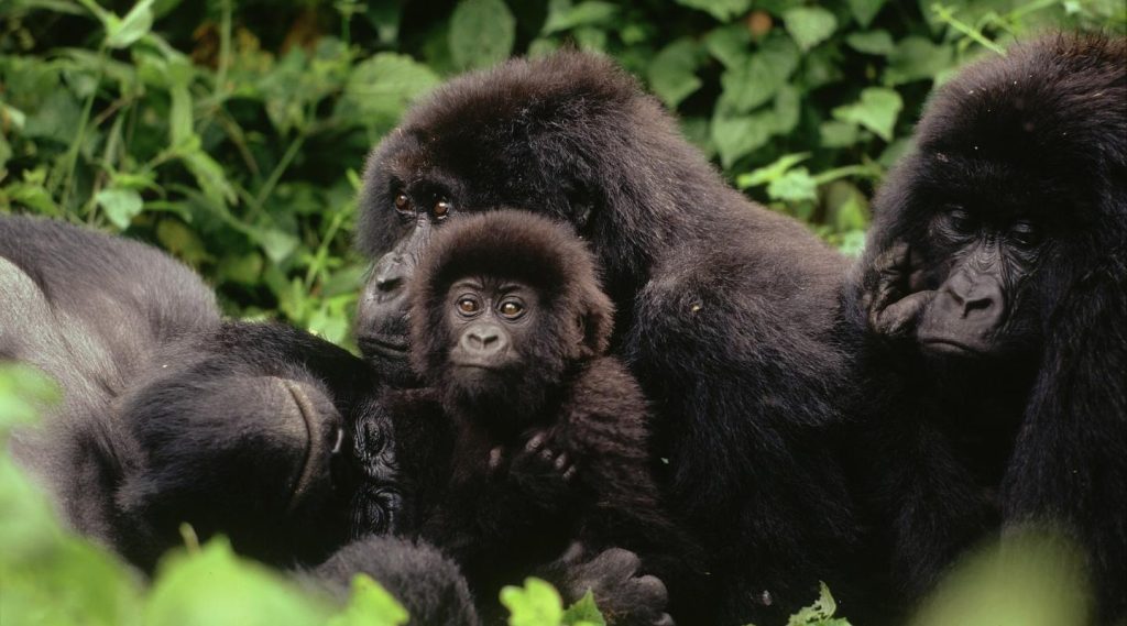 Gorilla Trekking In Uganda And Rwanda 14 Gorilla Trekking in Uganda and Rwanda