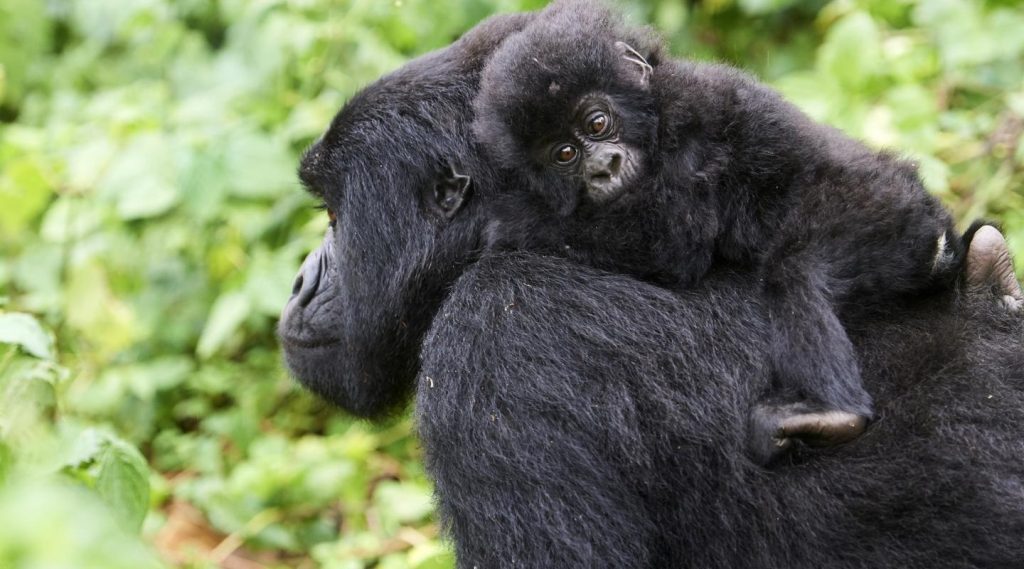 Gorilla Trekking In Uganda And Rwanda 13 Gorilla Trekking in Uganda and Rwanda