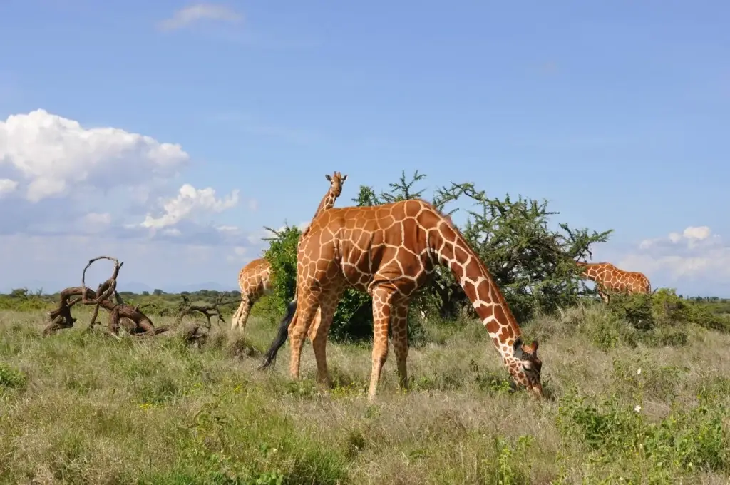 Il Ngwesi Community Conservancy