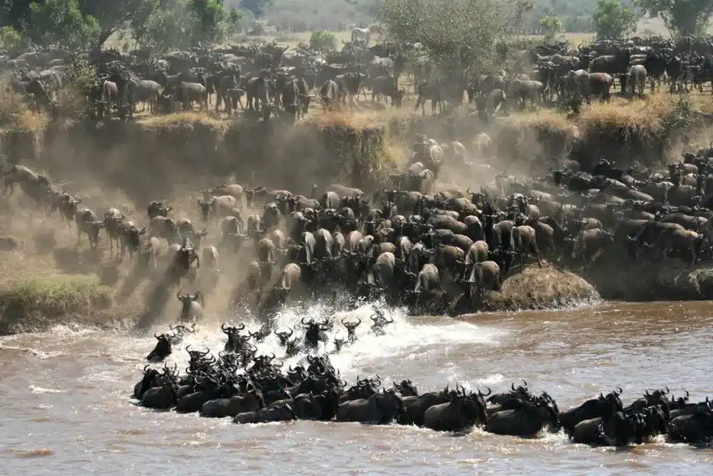 Maasai Mara National Reserve - A Guide to Parks and Conservancies Within The Great Rift Valley