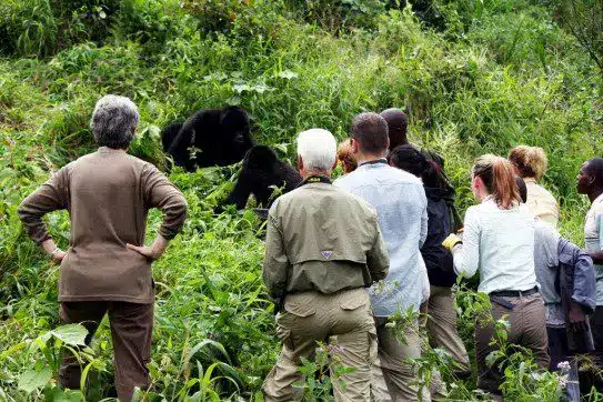 Bwindi Impenetrable National Park
