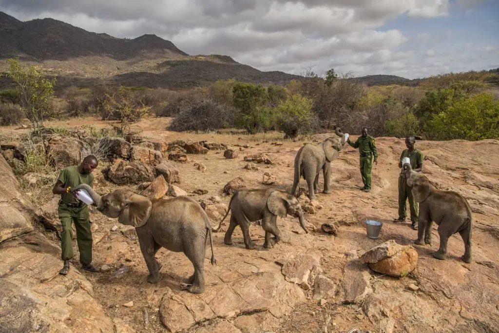 Community-Led Conservation: How Kenyan Locals Are Protecting Wildlife 20 Community-Led Conservation