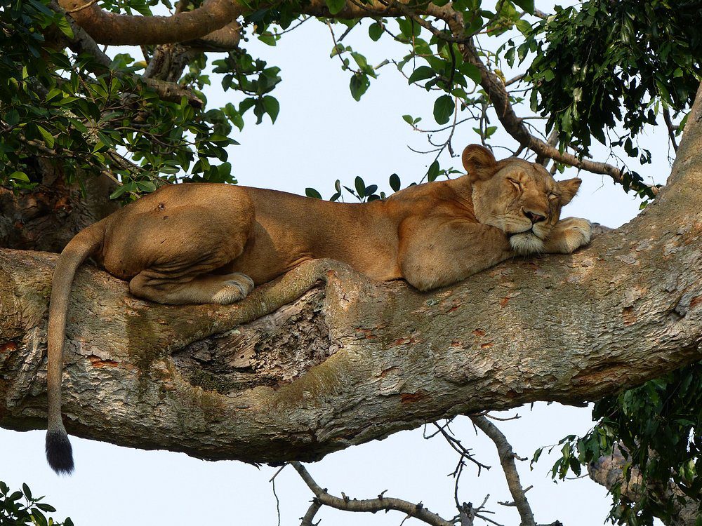 Queen Elizabeth National Park