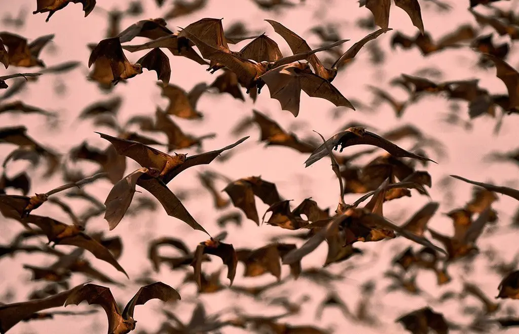 Zambia's Bat Migration