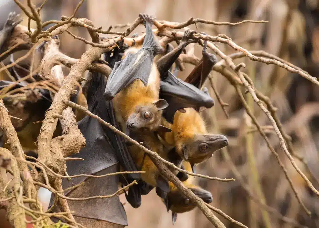Zambia'S Bat Migration: The Largest Mammal Migration On Earth 1 Zambia's Bat Migration