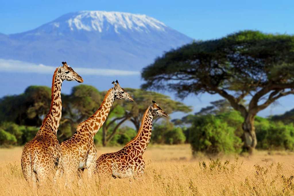 Best Time To Visit Tanzania 12 February - Best Time to Visit Kenya for Safaris