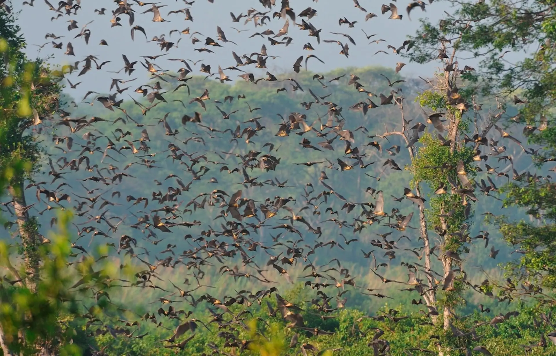 Zambia's Bat Migration