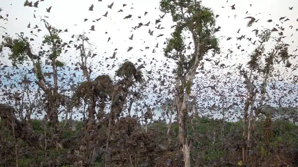 Zambia's Bat Migration