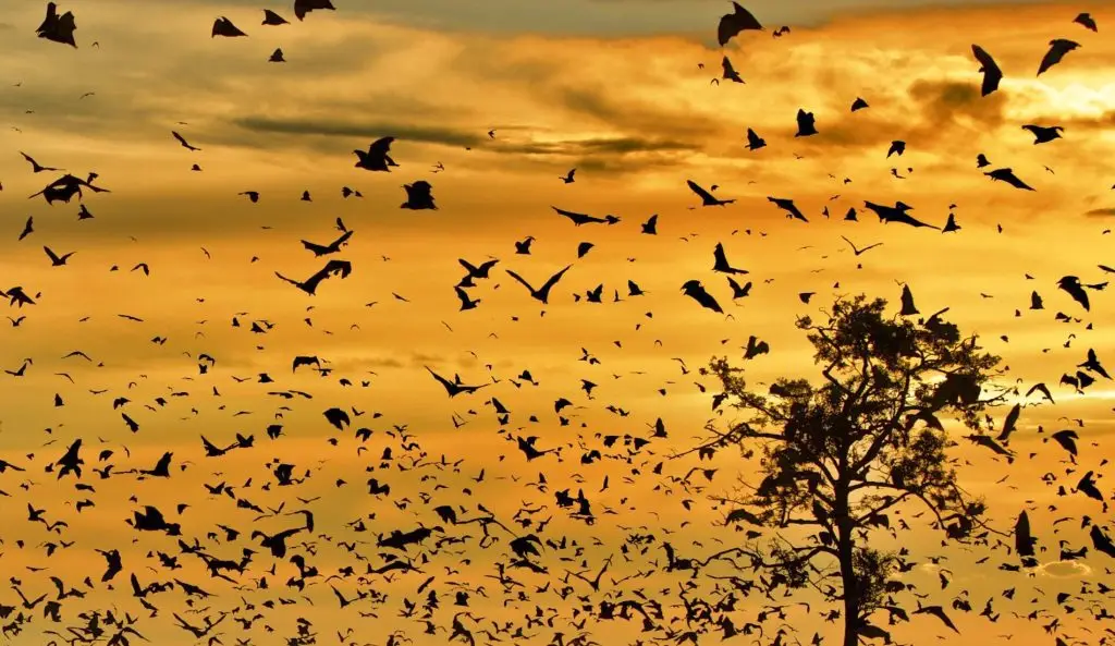 Zambia's Bat Migration