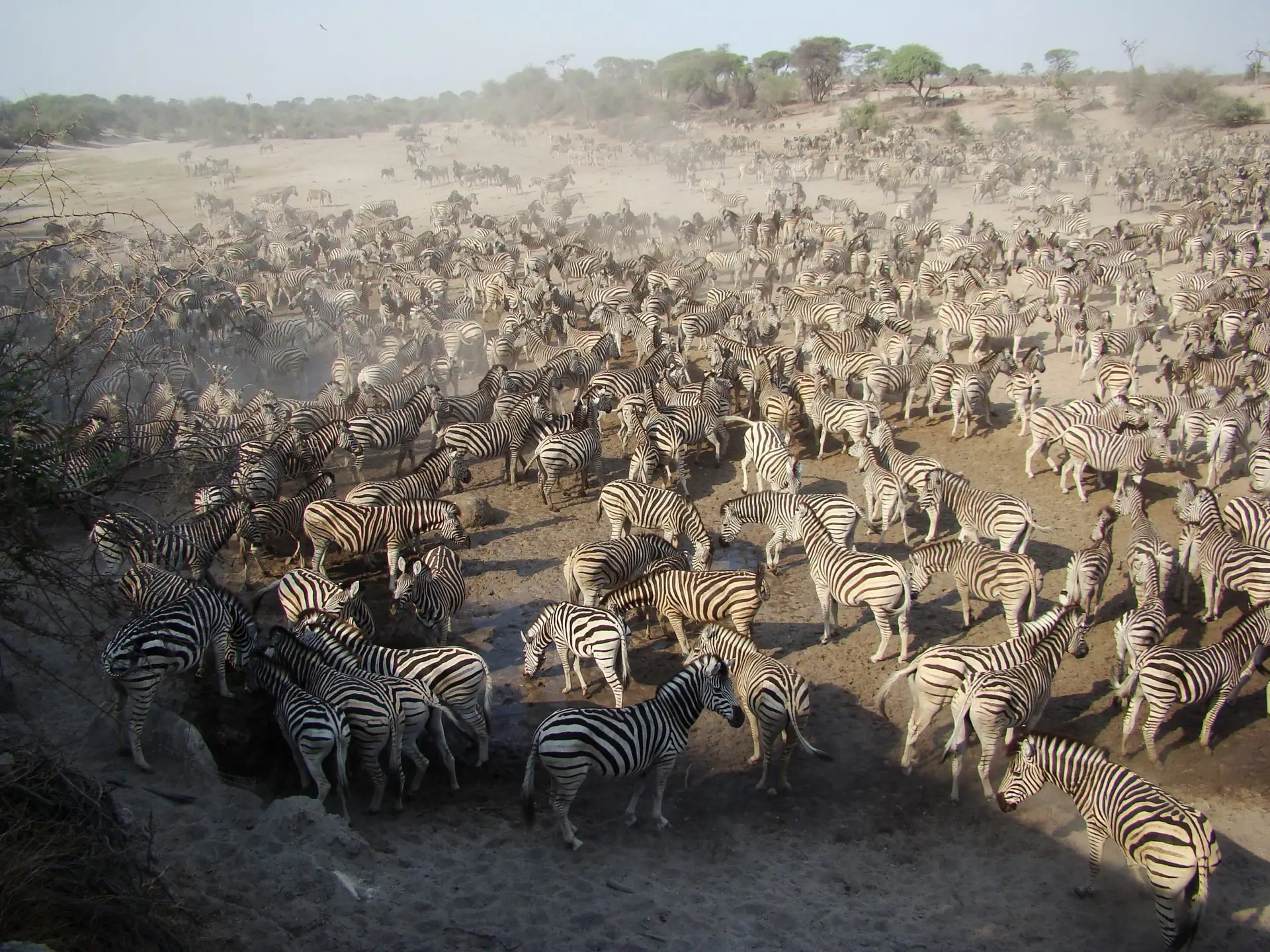 The Great Zebra Migration