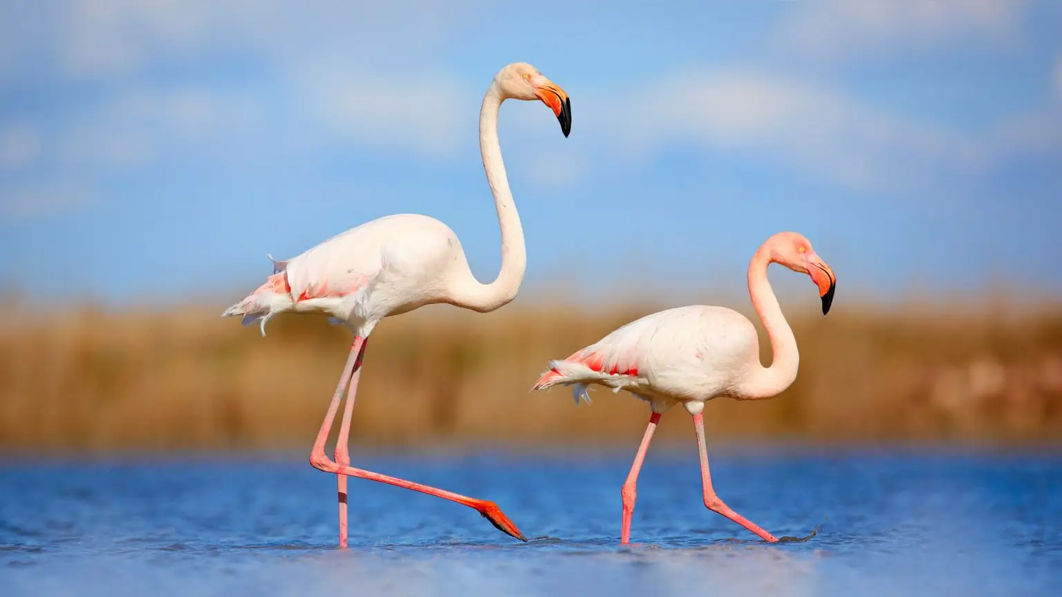 The Majestic African Flamingos