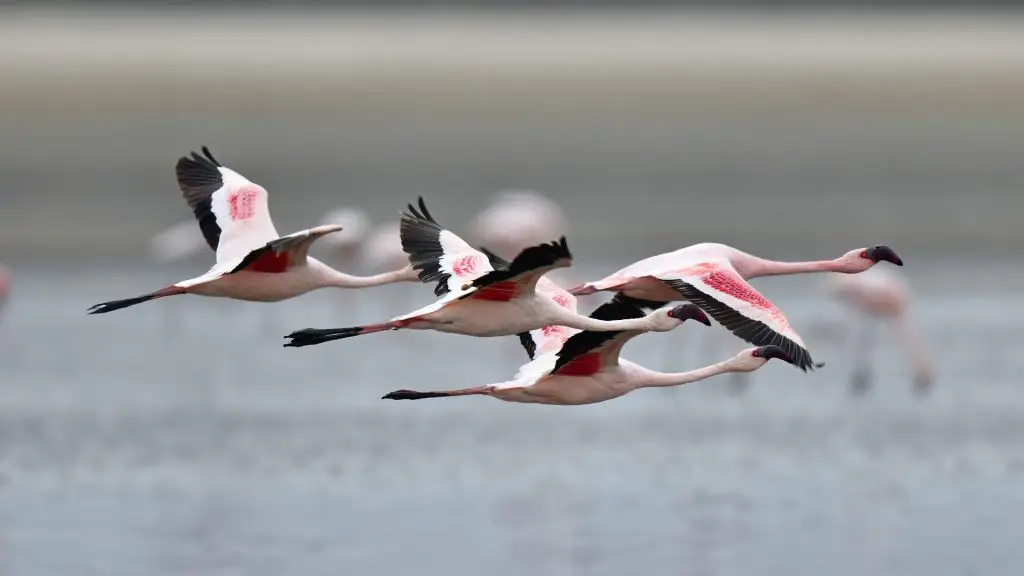 The Majestic African Flamingos 10 The Majestic African Flamingos