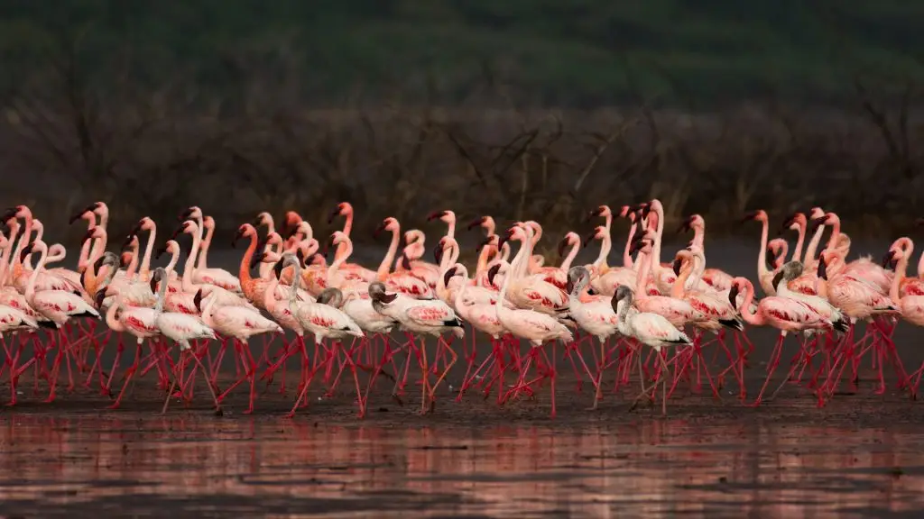 The Majestic African Flamingos 13 The Majestic African Flamingos