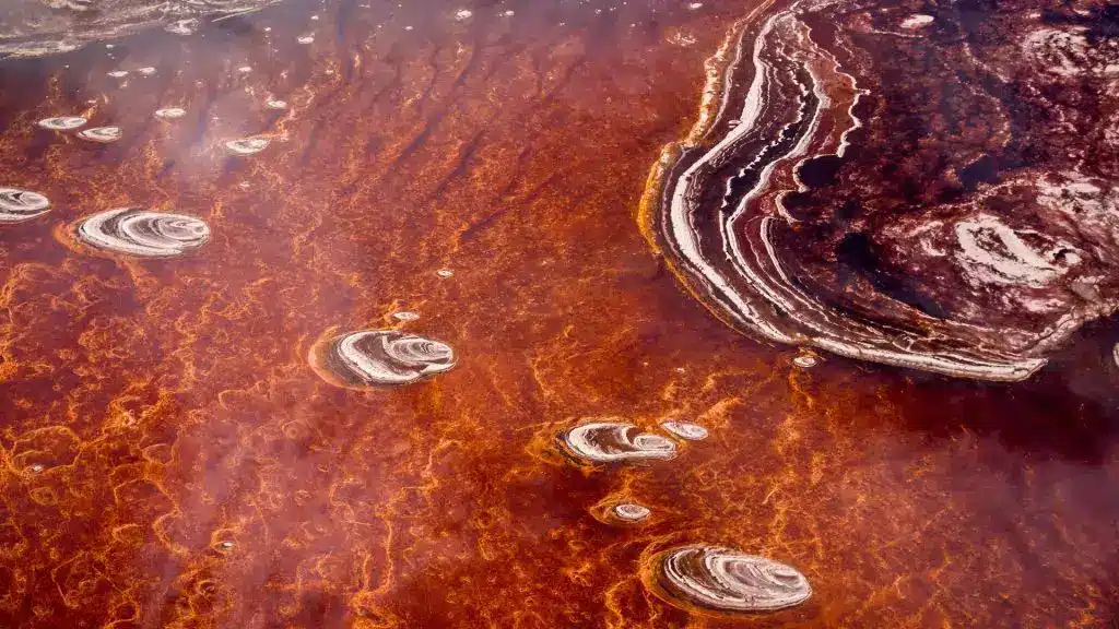 The Majestic African Flamingos 14 The Majestic African Flamingos