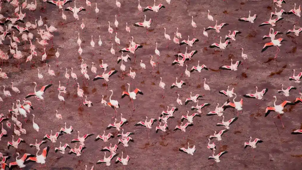 The Majestic African Flamingos 12 The Majestic African Flamingos