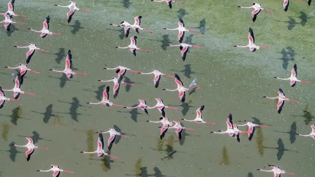 The Majestic African Flamingos 11 The Majestic African Flamingos