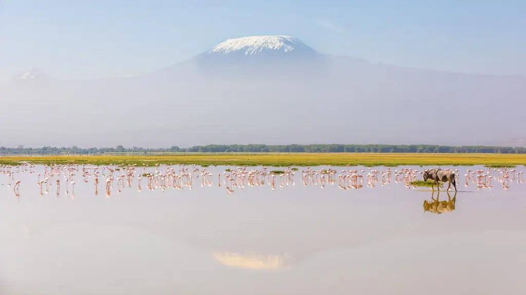 The Majestic African Flamingos 15 The Majestic African Flamingos