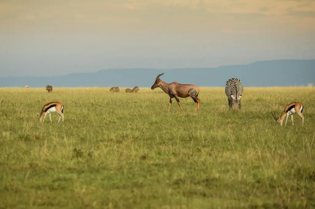 7 Days 6 Nights Private Kenya Safari 12 Kenyan Safari