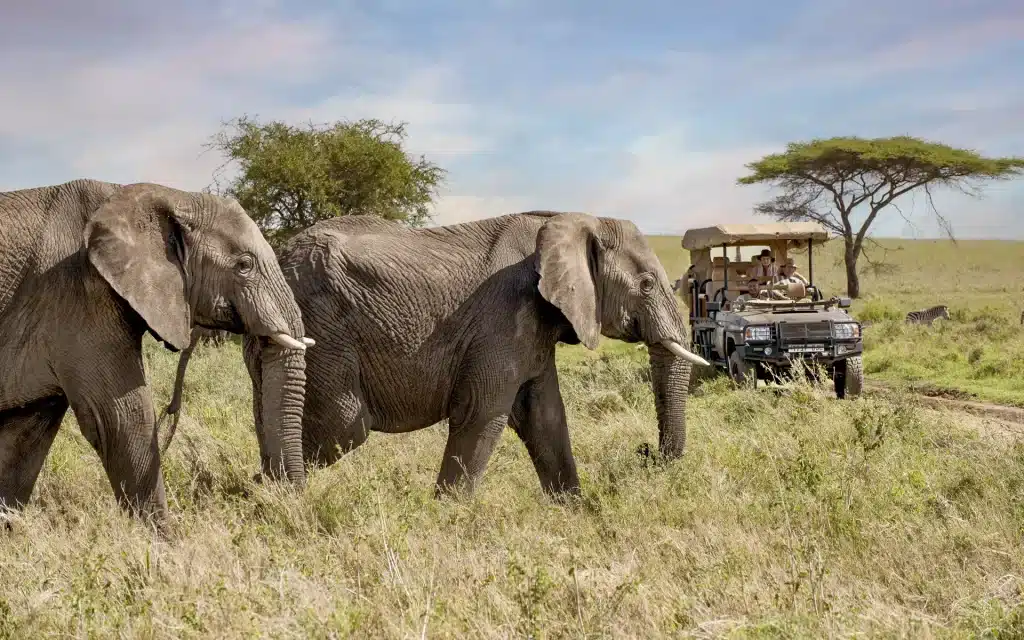 Luxury Safari Across Kenya And Tanzania 9 Luxury Serengeti Safari - Tanzania Safaris - Cheetah Safaris