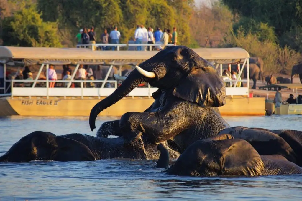 What Are The Best Safari Activities In Botswana 12 Best Safari Activities in Botswana