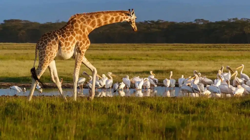 Endangered Animals You’re Likely to Spot on Safari