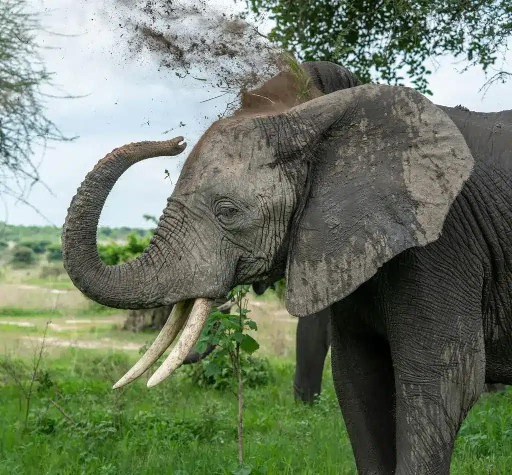 Endangered Animals You’re Likely to Spot on Safari