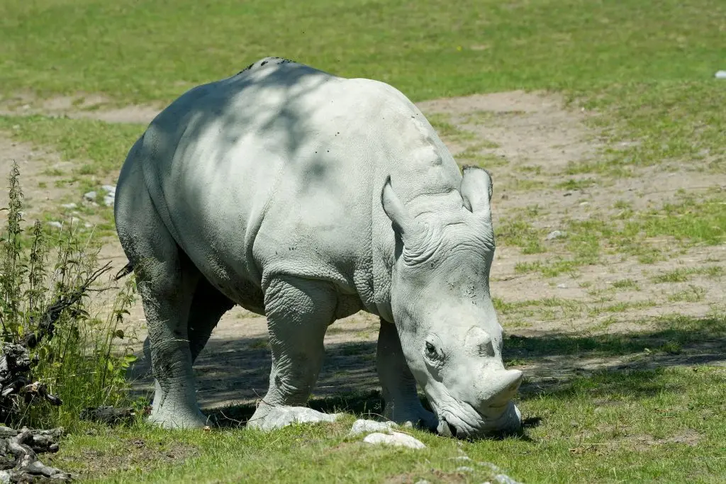 Endangered Animals You’re Likely to Spot on Safari