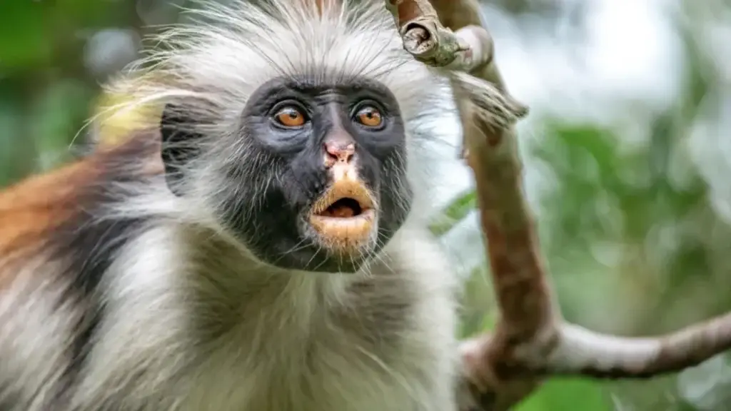 Endangered Animals You’re Likely to Spot on Safari